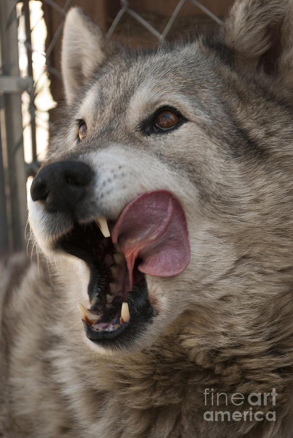 Wolf #4 Photograph by Juli Scalzi