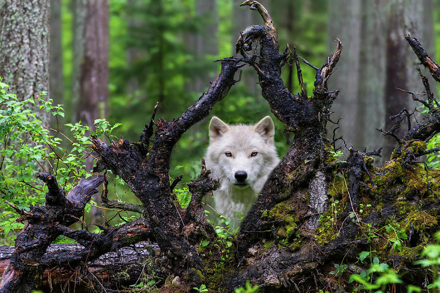 Nature Photograph - Wolf by Mike Centioli