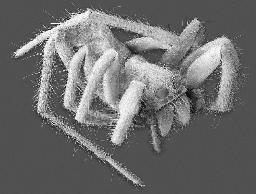 Wolf Spider (hogna Carolinensis) #3 Photograph by Dennis Kunkel Microscopy/science Photo Library