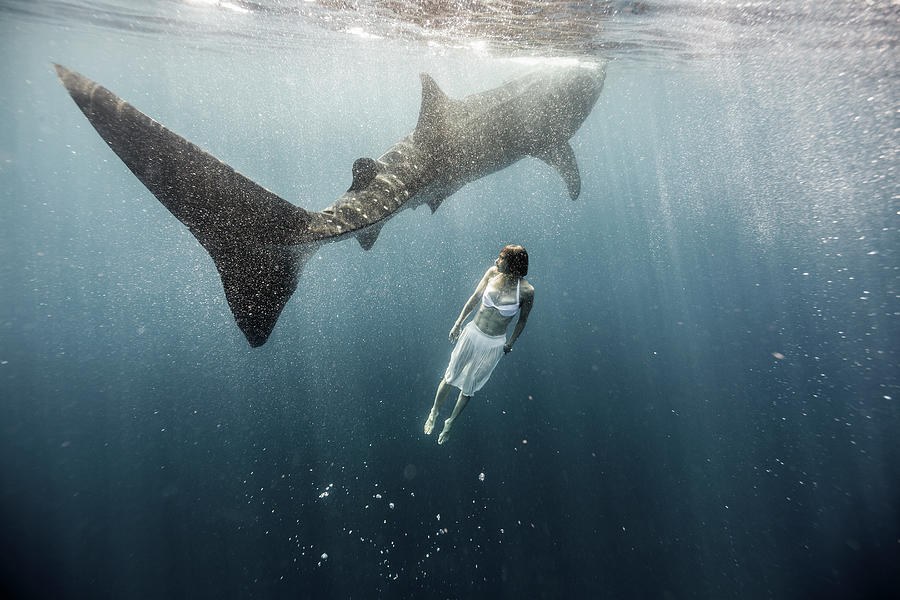 Woman Swimming With Whale Shark #3 Photograph by Tyler Stableford