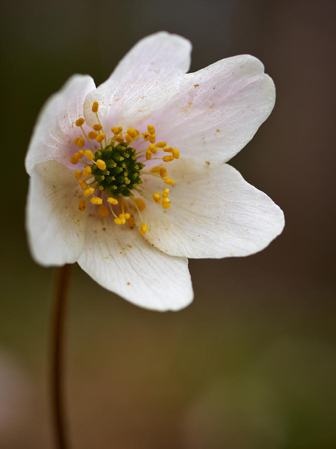 Wood anemone #3 Photograph by Jouko Lehto