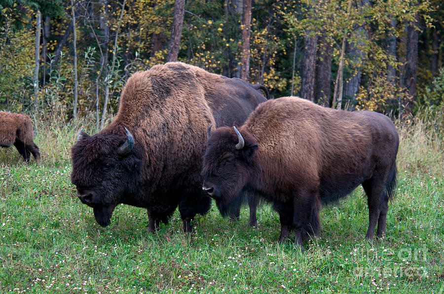 Wood Bison Photograph by Mark Newman - Fine Art America