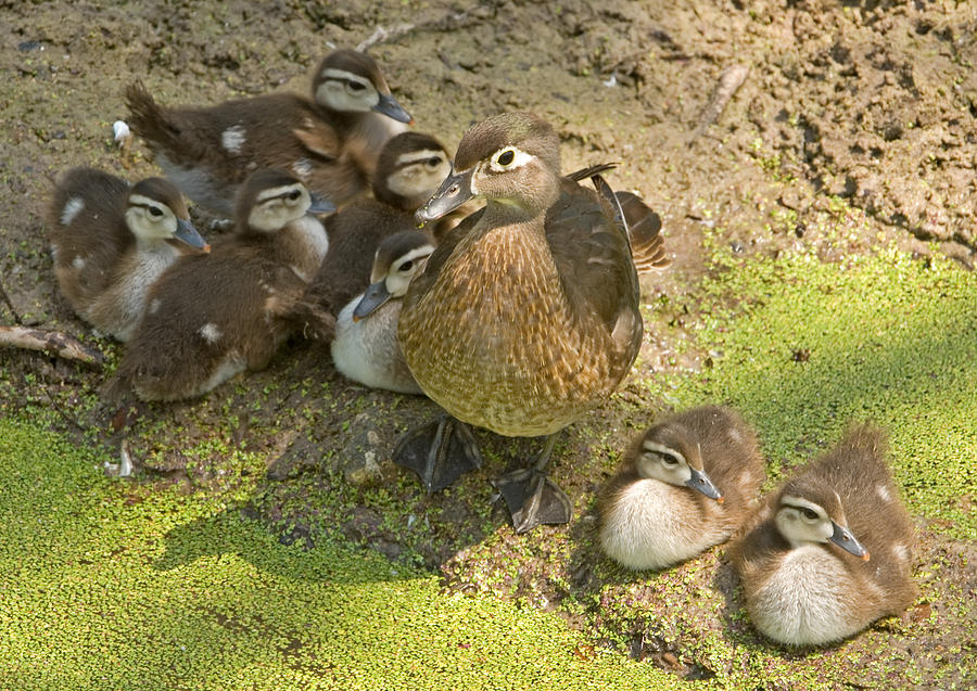 Wood Duck Aix Sponsa With Ducklings #3 Photograph by Millard H. Sharp