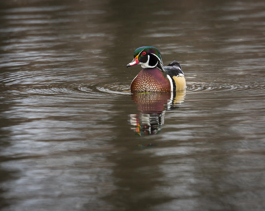 Wood Duck #1 Photograph by Jack R Perry