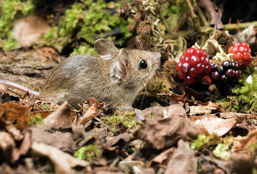 Wood Mouse #3 Photograph by John Devries/science Photo Library