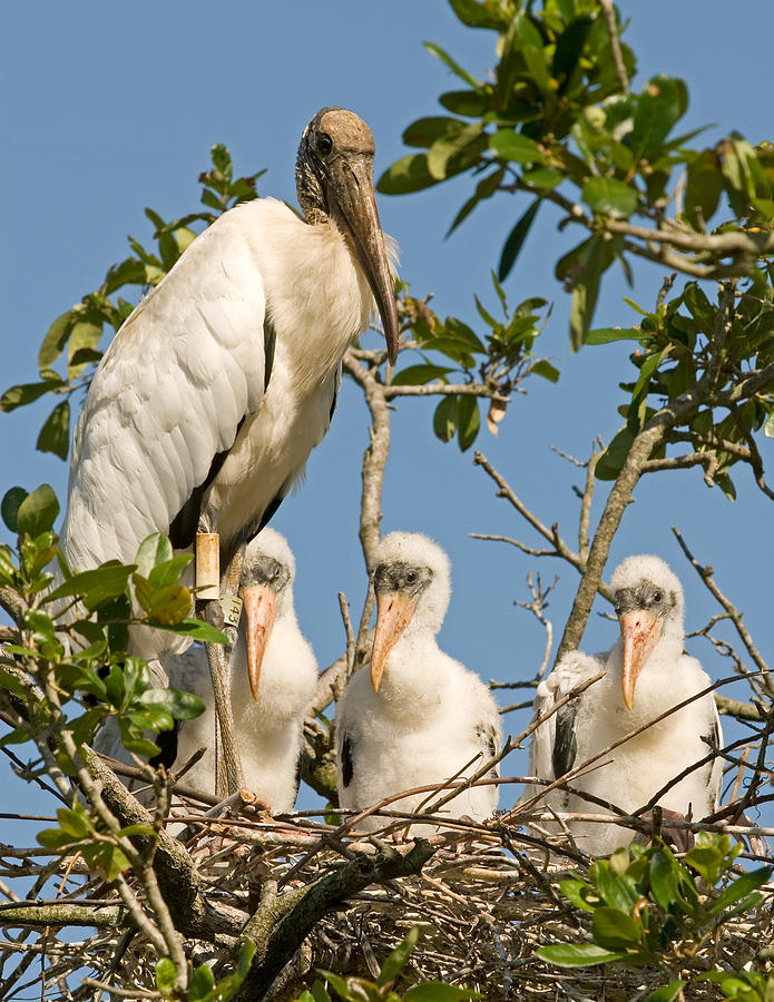 Wood Stork Adult With Chicks In Nest #3 Photograph by Millard H. Sharp