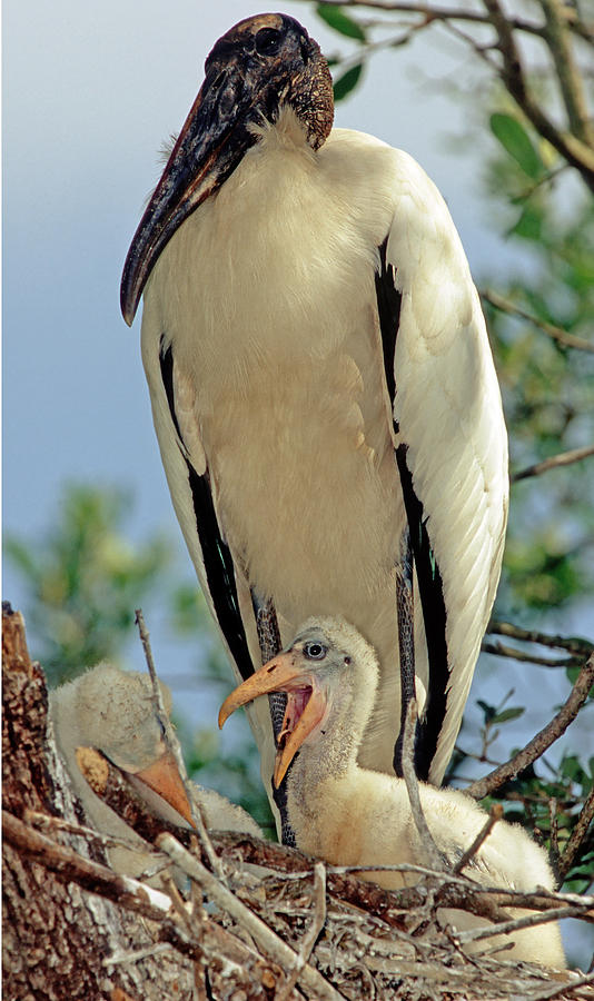 Wood Stork In Nest With Young #3 Photograph by Millard H. Sharp