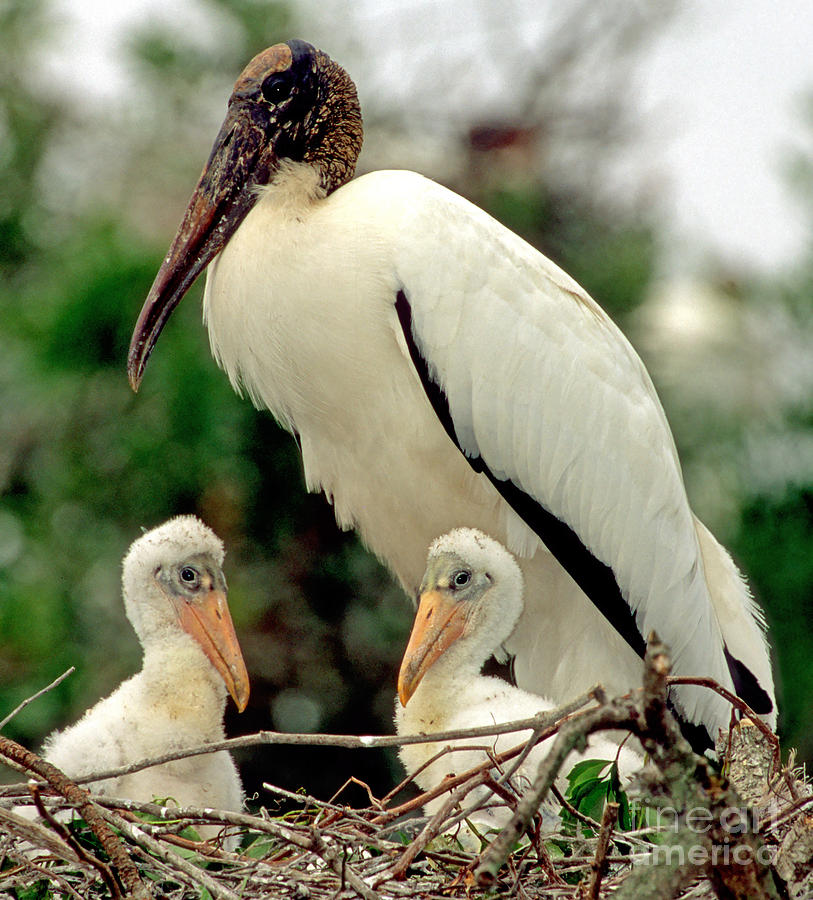 Wood Storks #3 Photograph by Millard H. Sharp