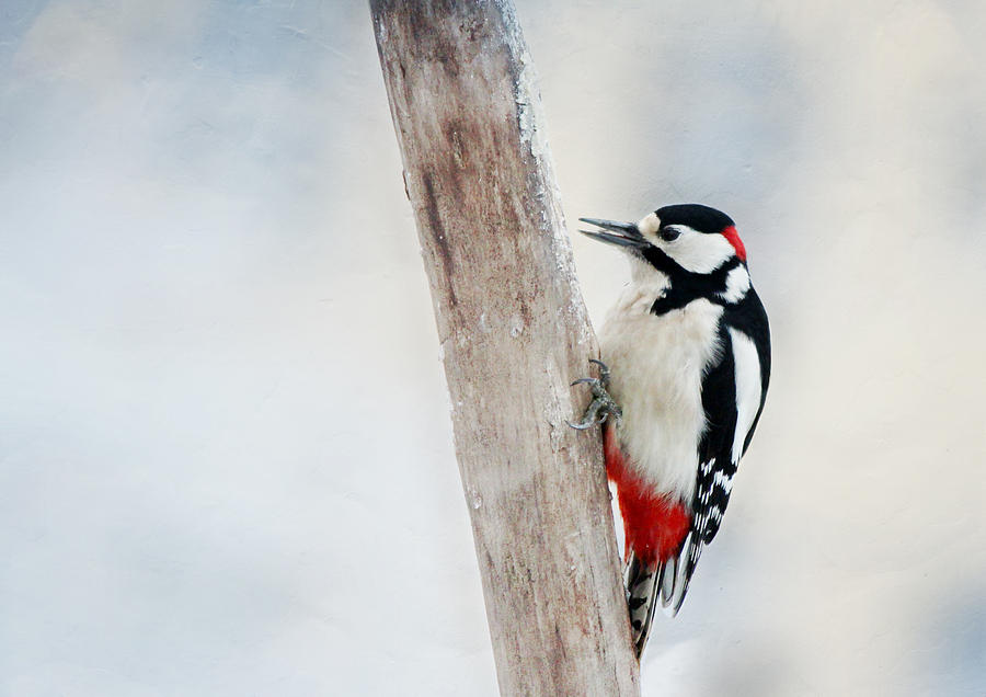 Woodpecker Photograph - Woodpecker #3 by Heike Hultsch