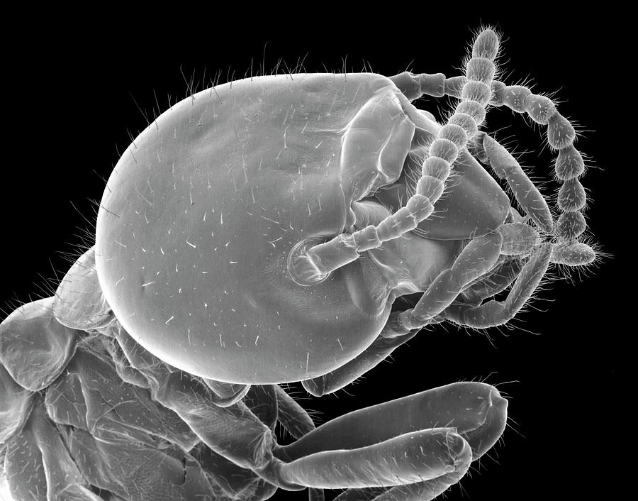 Invertebrate Photograph - Worker Termite by Dennis Kunkel Microscopy/science Photo Library Invertebrate Photograph - Worker Termite by Dennis Kunkel Microscopy/science Photo Library