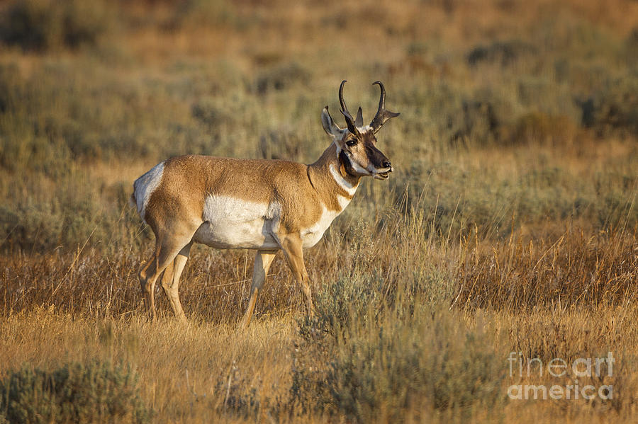 Wyoming Pronghorn #3 Photograph by Ronald Lutz