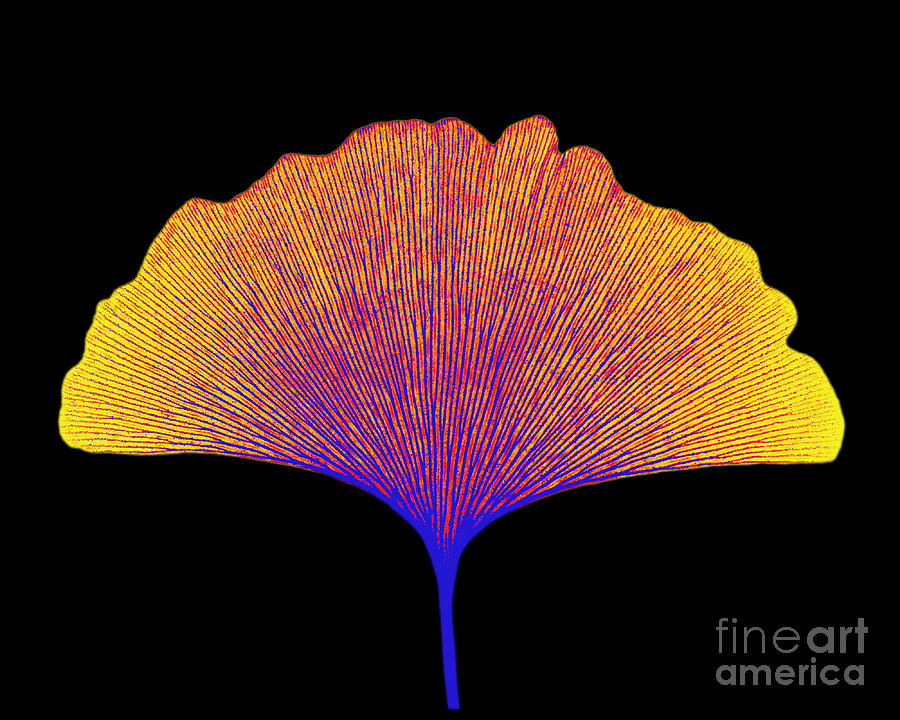 X-ray Of Ginkgo Leaf #3 Photograph by Bert Myers