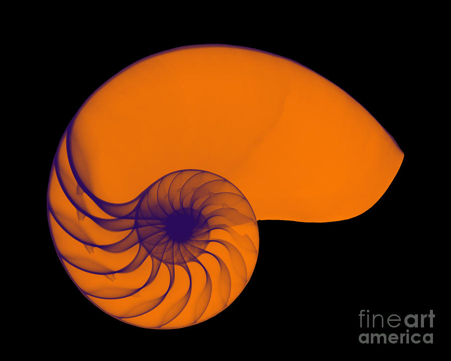 Shell Photograph - X-ray Of Nautilus #5 by Bert Myers
