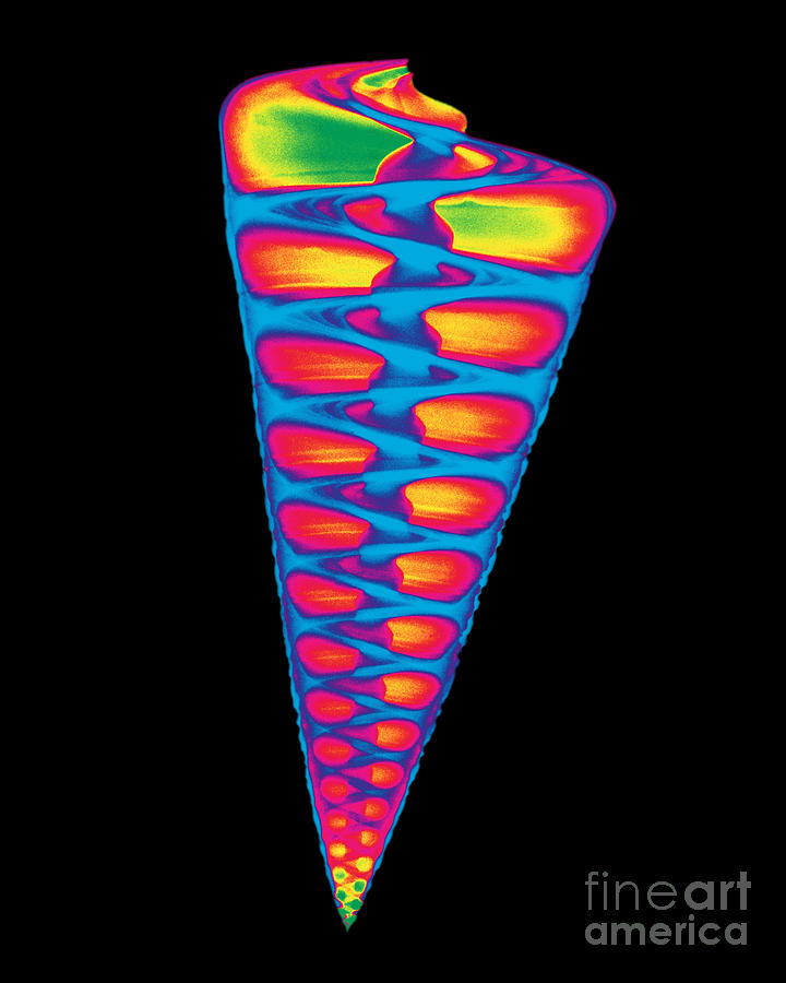 Shell Photograph - X-ray Of Top Shell #9 by Bert Myers