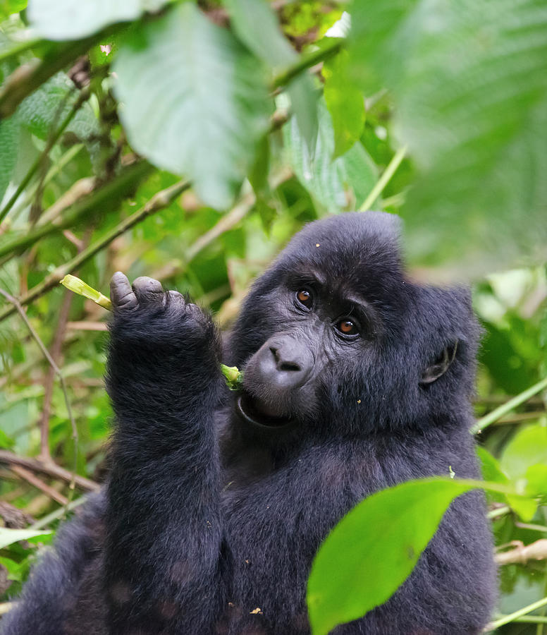 Bwindi Impenetrable National Park Photograph - 3-year-old Gorilla Baby In The Forest by Keren Su