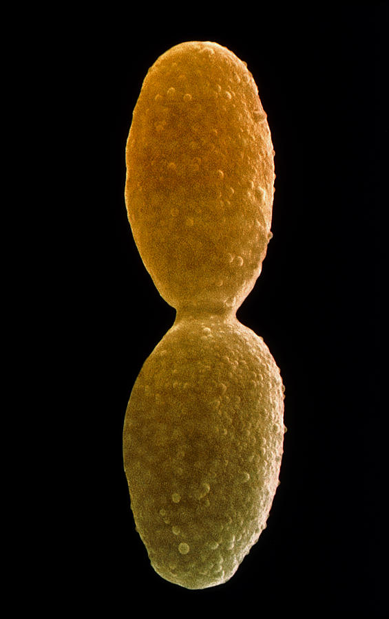 Saccharomyces cerevisiae фото