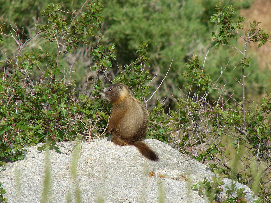 Yellow-bellied Marmot Three Photograph by Carl Moore