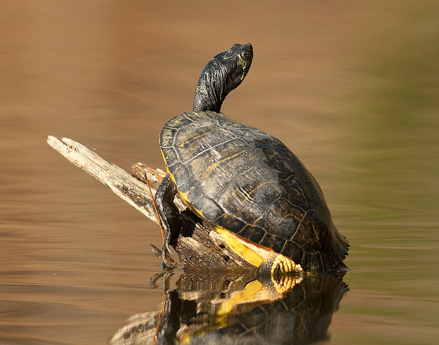 Yellow-bellied Slider Photograph by Eric Abernethy - Pixels