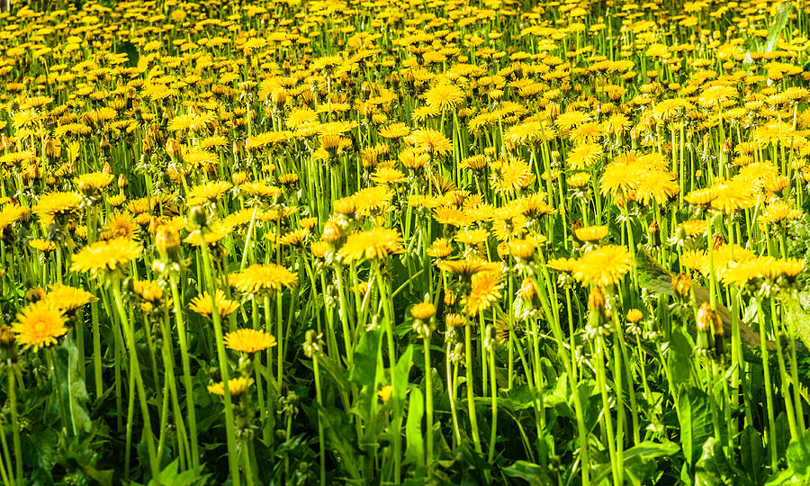 Yellow dandelions #3 Photograph by Michael Goyberg