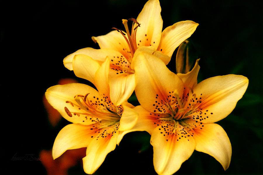 3 Yellow Day Lillies Photograph by Robert J Sadler