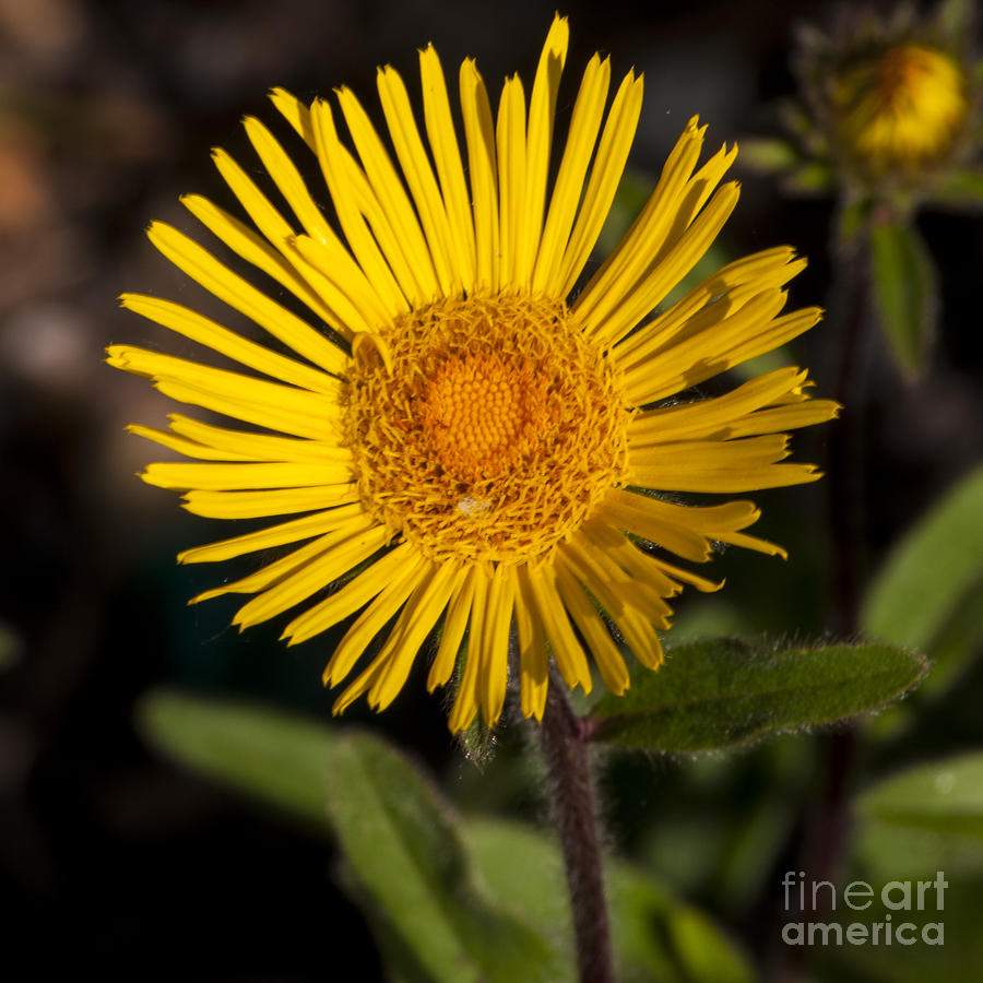 Nature Photograph - Yellow Flower #3 by M J