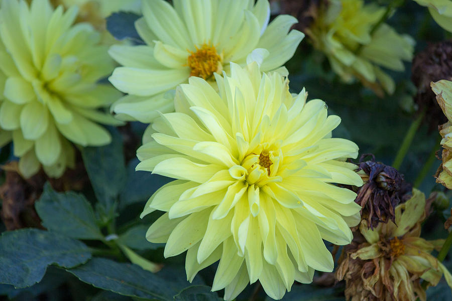 Yellow Flower #3 Photograph by Susan Jensen