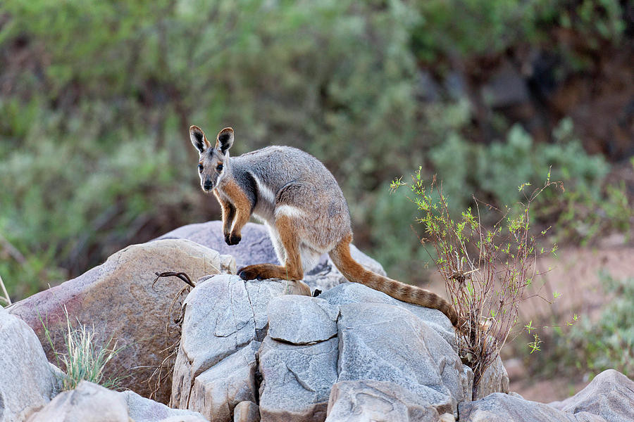 Animal Photograph - Yellow-footed Rock-wallaby (petrogale #3 by Martin Zwick