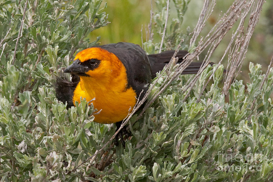 Yellow Headed Black Bird at Willow Flats #3 Photograph by Fred Stearns