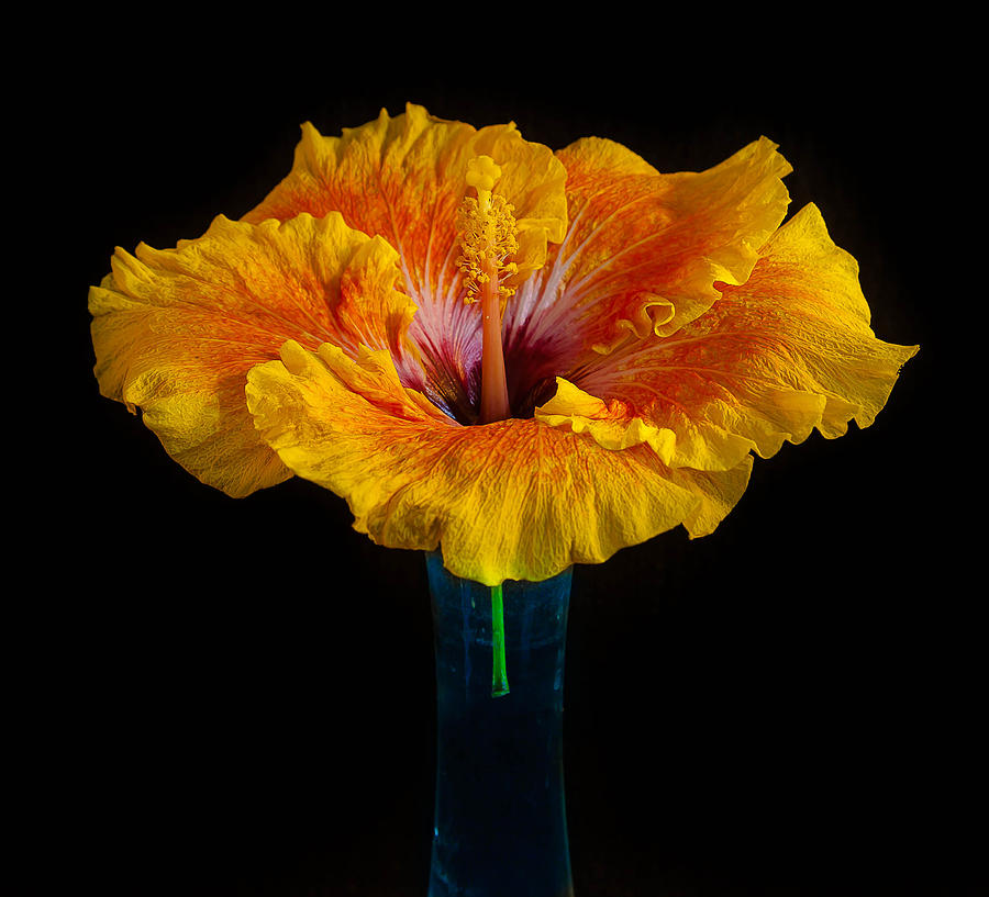 Yellow Hibiscus #3 Photograph by Craig Watanabe