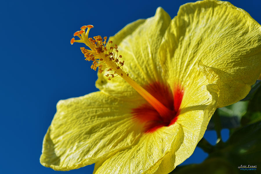 yellow Hula Girl Hibiscus #3 Photograph by Aloha Art