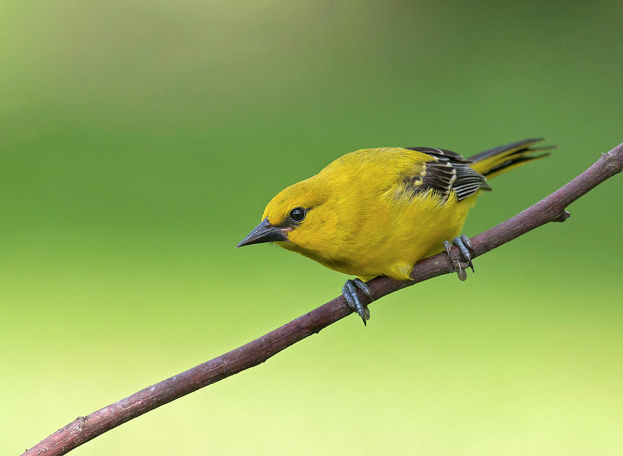 Yellow Oriole Photograph by Juan Jose Arango | Fine Art America