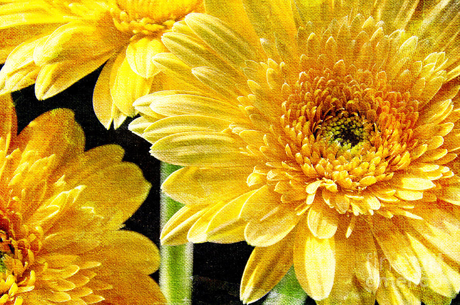 3 Yellow Painterly Gerber Daisies Photograph by Andee Design