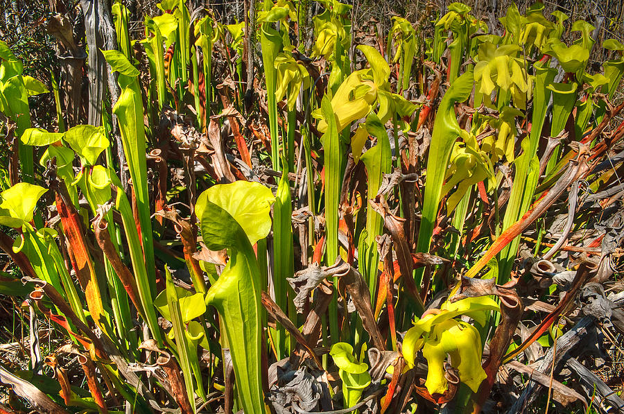 Yellow Pitcher Plant Photograph by Rich Leighton