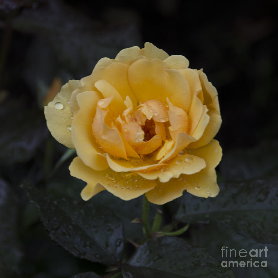 Yellow Rose #3 Digital Art by Pravine Chester