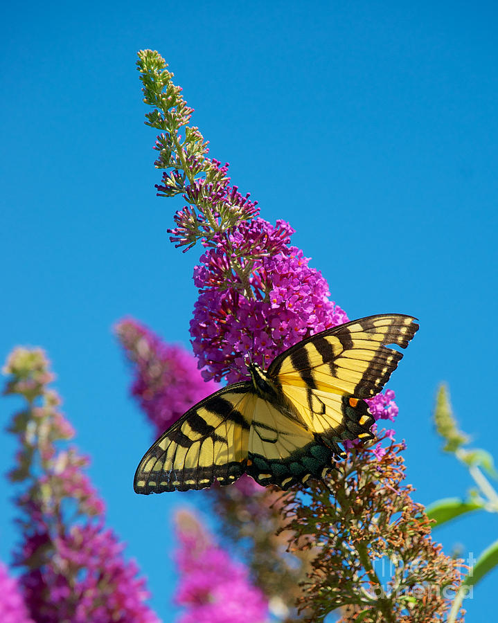 Yellow Tiger Swallowtail Papilio Glaucus Butterfly  #3 Photograph by Mark Dodd