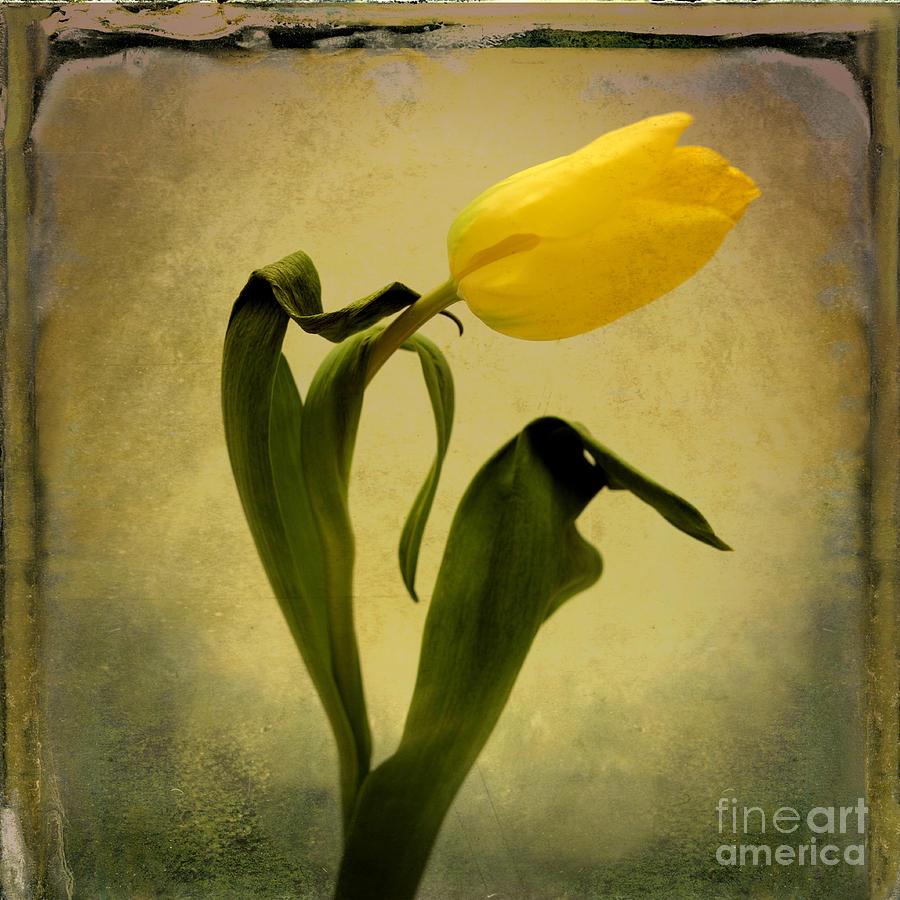 Yellow tulip #3 Photograph by Bernard Jaubert