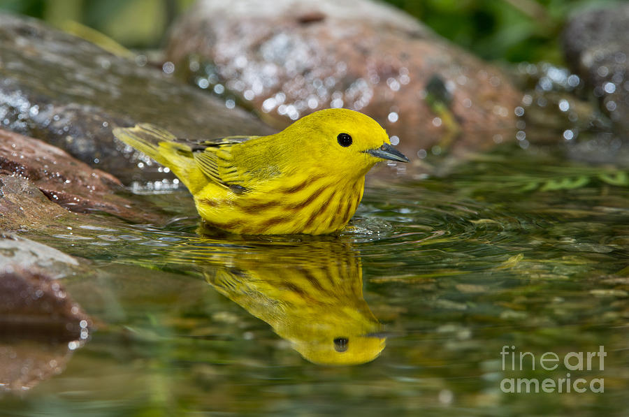 Warbler Photograph - Yellow Warbler #3 by Anthony Mercieca