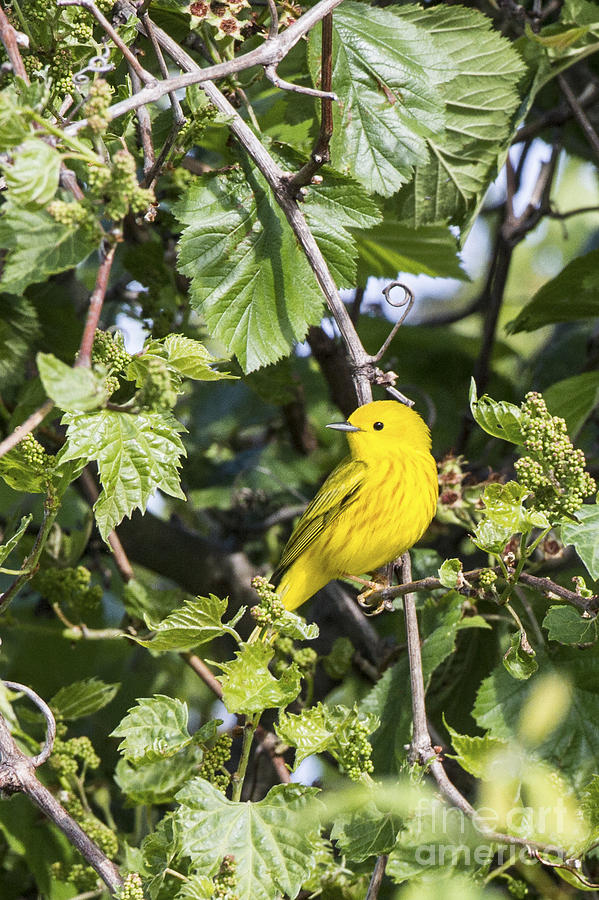 Yellow Warbler #3 Photograph by Ronald Lutz