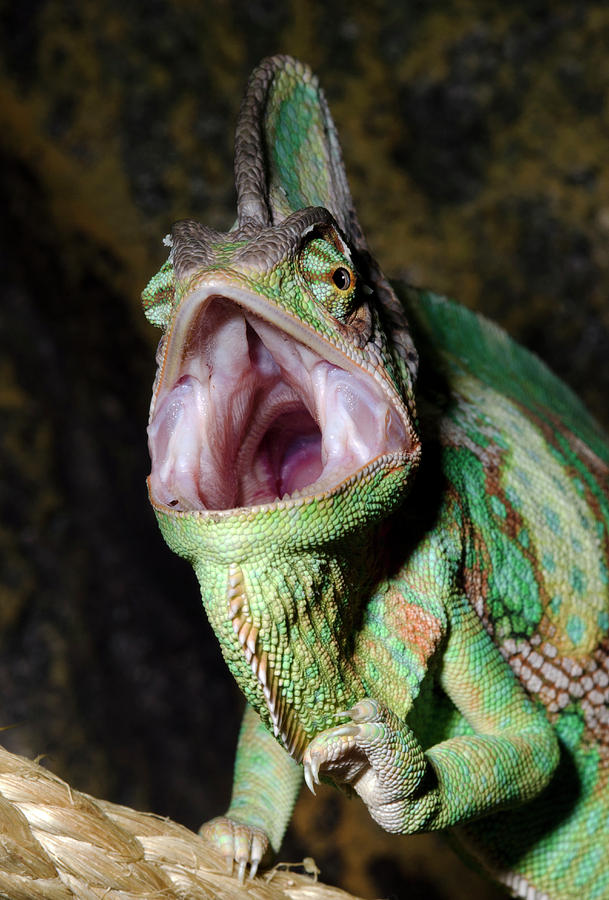 Reptile Photograph - Yemen Or Veiled Chameleon #3 by Nigel Downer