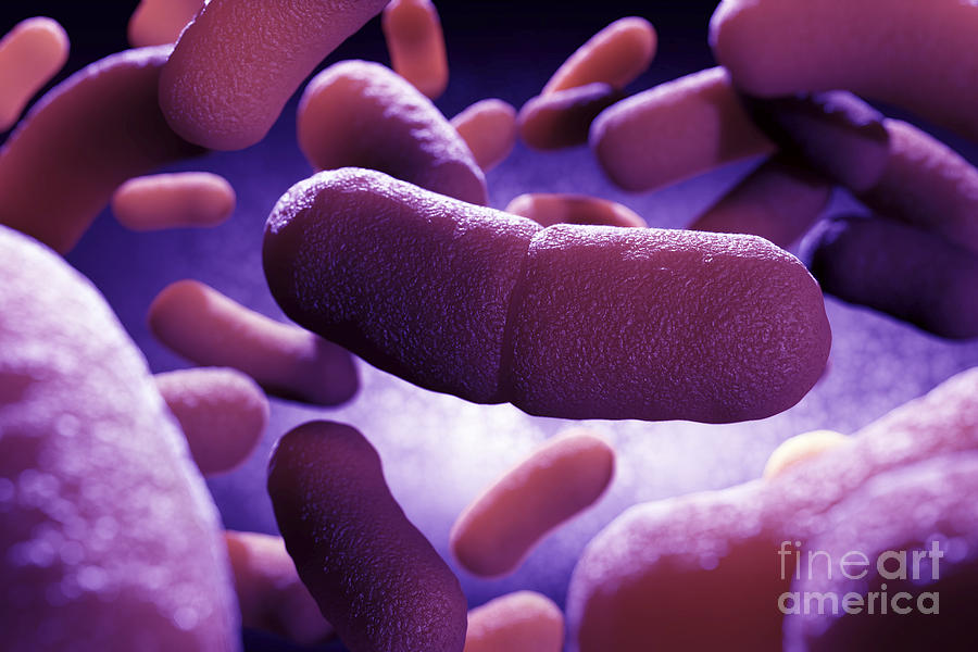 Pathogenic Bacteria Photograph - Yersinia Pestis Black Plague #3 by Science Picture Co