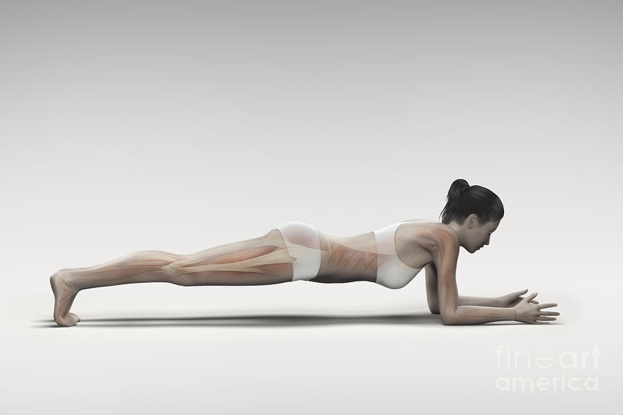 Forearm Plank | Dolphin Plank Pose
