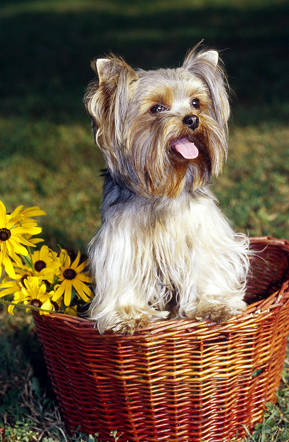 Yorkshire Terrier #3 Photograph by Jeanne White
