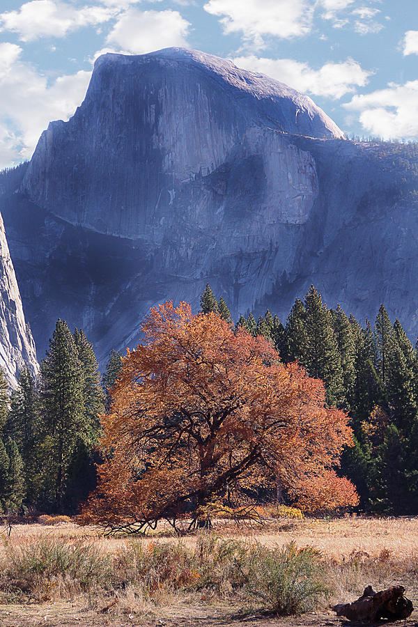 Yosemite National Park Photograph - Yosemite National Park #3 by Yosi Cupano