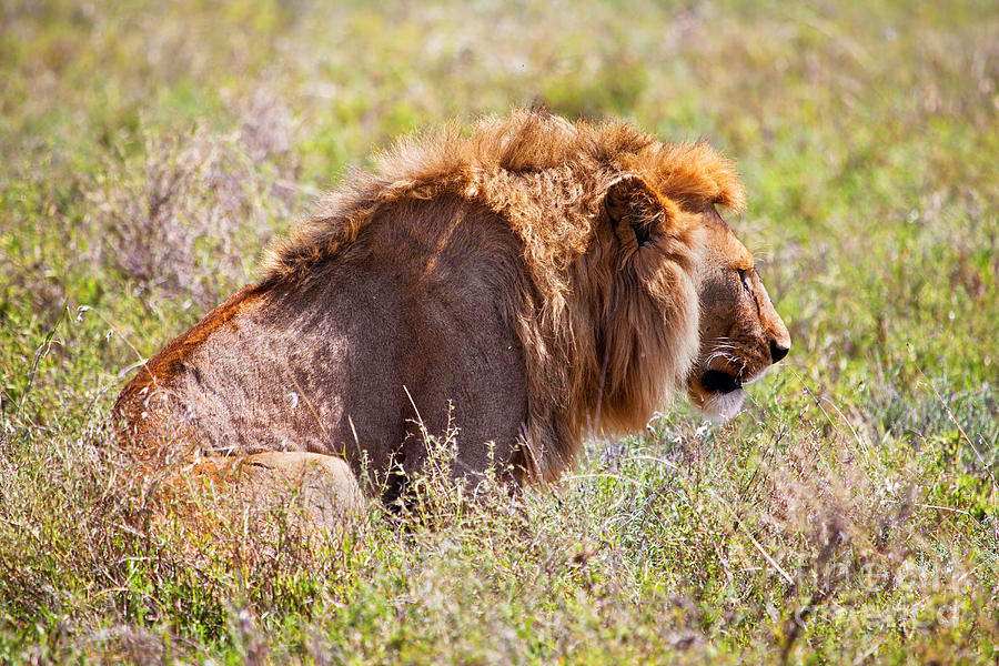 Wildlife Photograph - Young adult male lion on savanna. Safari in Serengeti. Tanzania. Africa #3 by Michal Bednarek
