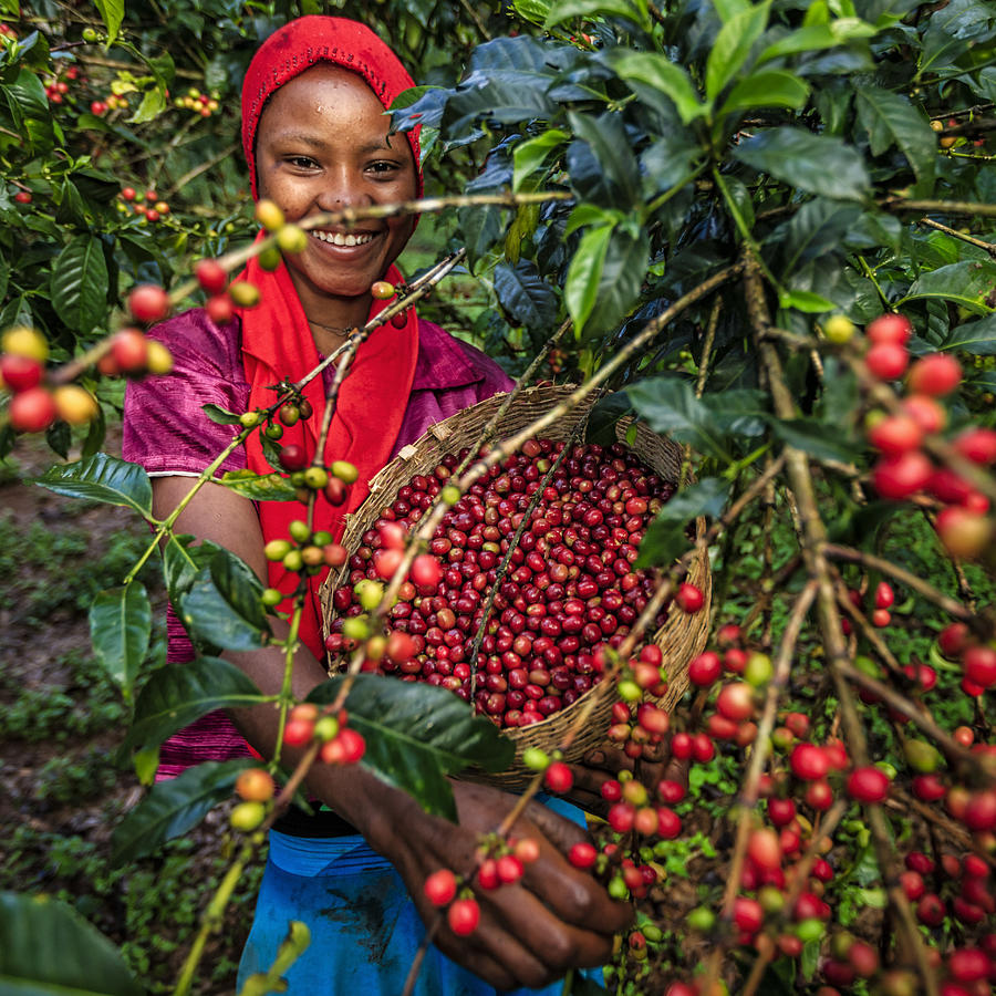 Young African woman collecting coffee cherries, East Africa #3 Photograph by Bartosz Hadyniak