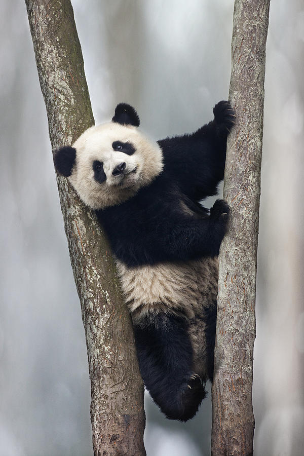 Pandas pie