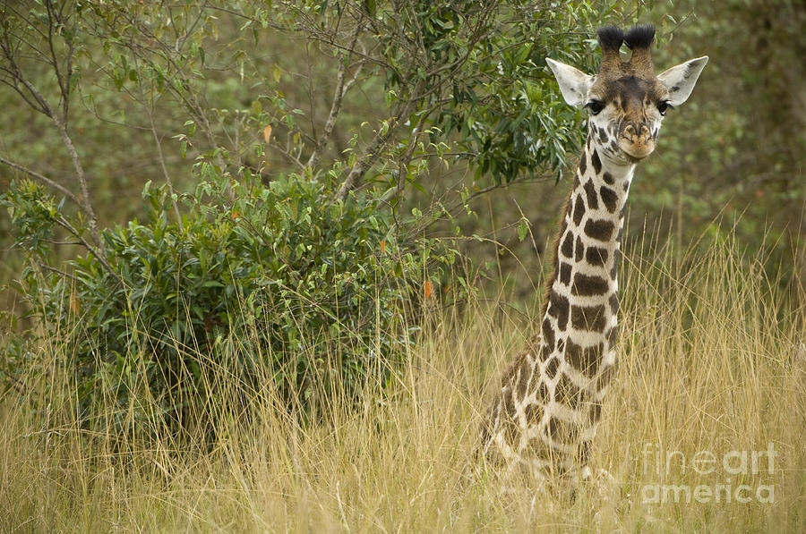 Young Giraffe In Kenya #3 Photograph by John Shaw