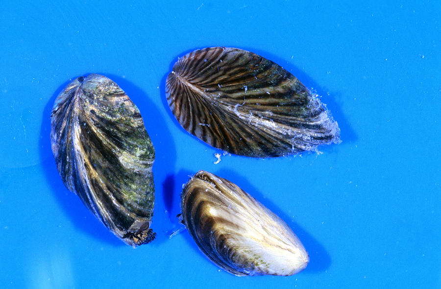 Zebra Mussels #3 Photograph by Newman & Flowers