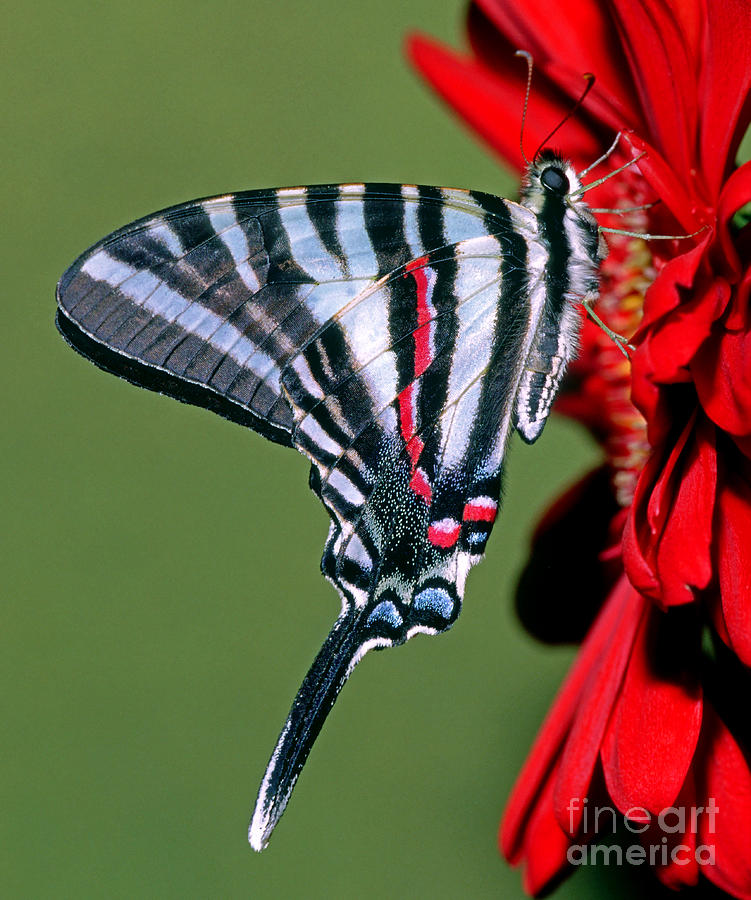 Zebra Swallowtail Butterfly #3 Photograph by Millard H. Sharp
