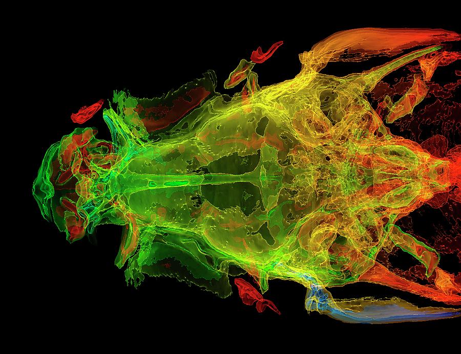 Zebrafish Skull Photograph by K H Fung/science Photo Library - Fine Art ...